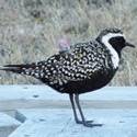 American Golden Plover on the board walk.